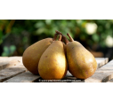 POIRIER 'Beurré Clairgeau'