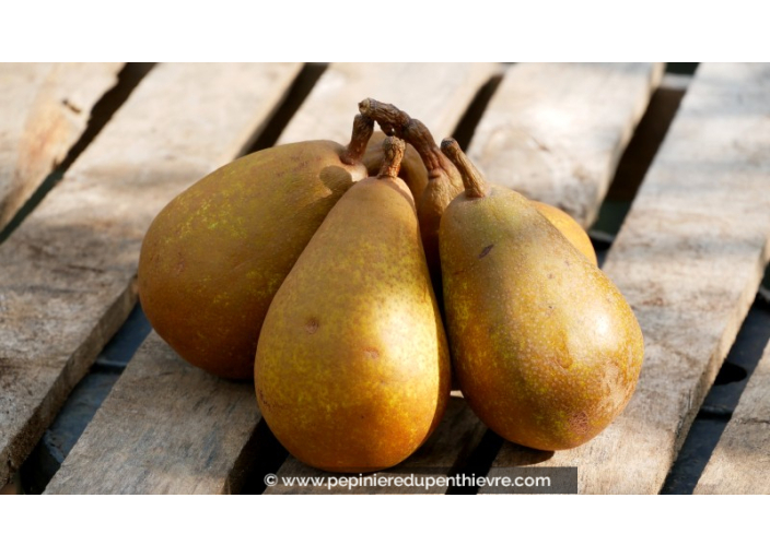 POIRIER 'Beurré Clairgeau'