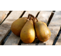 POIRIER 'Beurré Clairgeau'