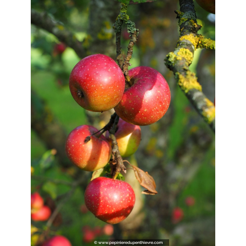 POMMIER 'Boskoop Rouge'