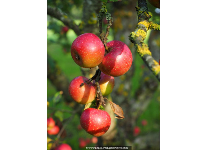 POMMIER 'Boskoop Rouge'