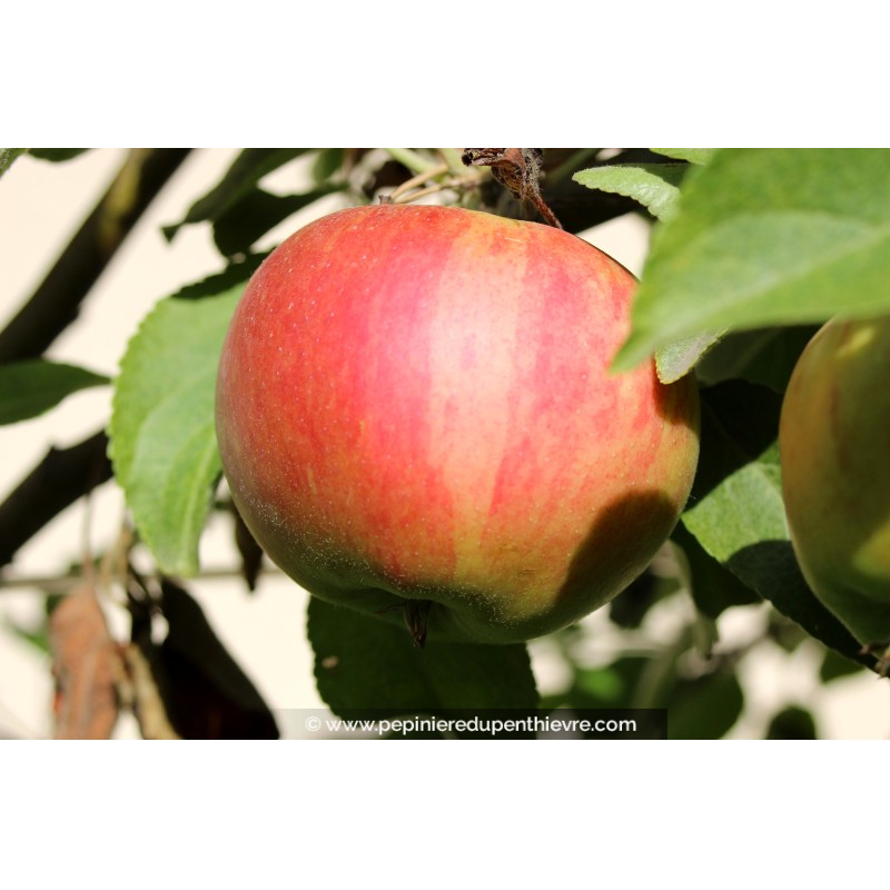POMMIER 'Elstar'