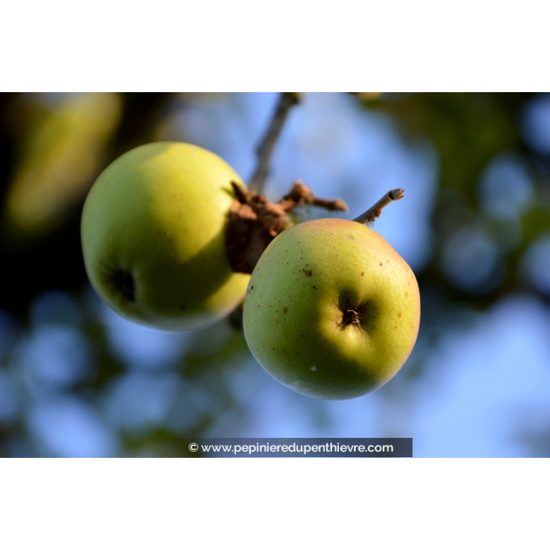 POMMIER 'Golden Delicious'