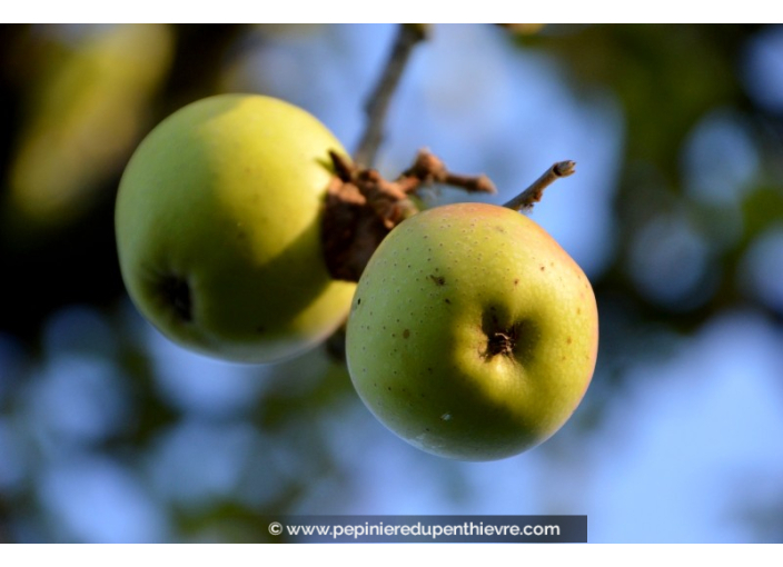 POMMIER 'Golden Delicious'