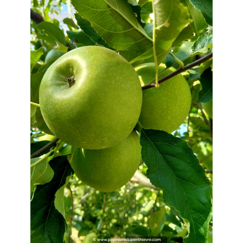 POMMIER ‘Granny Smith’