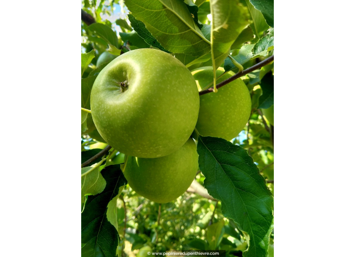 POMMIER ‘Granny Smith’