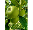 POMMIER ‘Granny Smith’ POMMIER ‘Granny Smith’