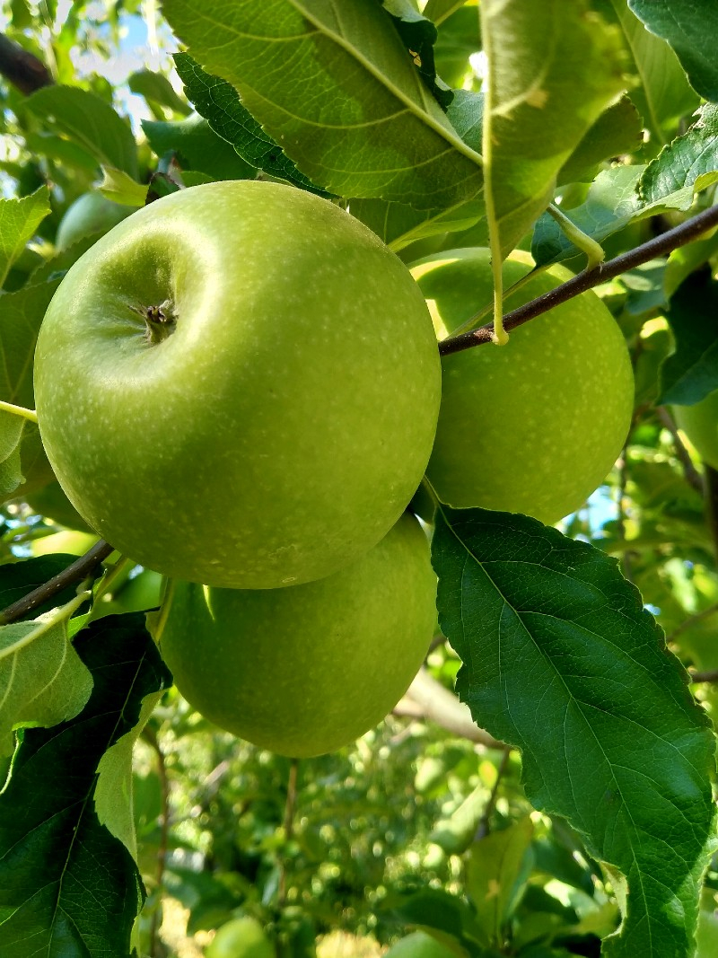 POMMIER ‘Granny Smith’, MALUS, pomme verte Pépinière du Penthièvre