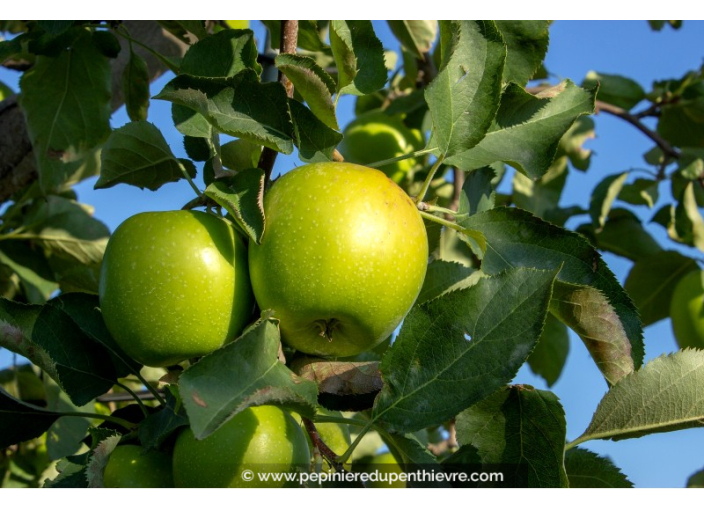 POMMIER ‘Granny Smith’ POMMIER ‘Granny Smith’
