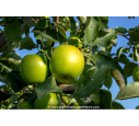 POMMIER ‘Granny Smith’ POMMIER ‘Granny Smith’