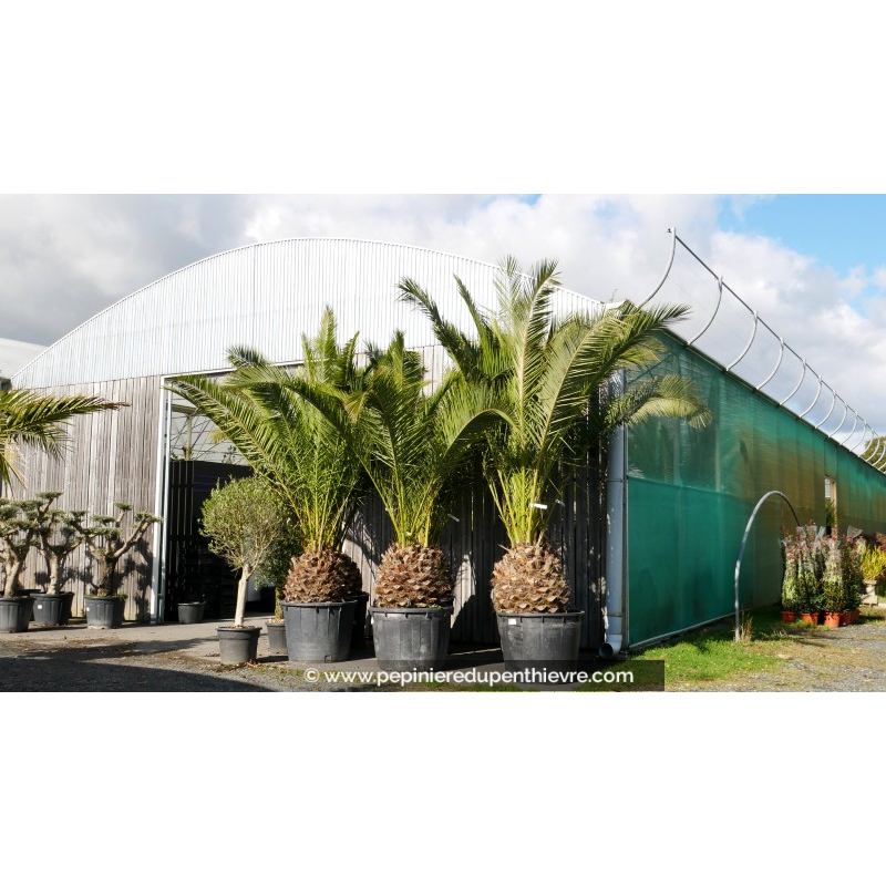 PHOENIX canariensis 'Tronc 60/80'