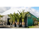 PHOENIX canariensis 'Tronc 60/80'