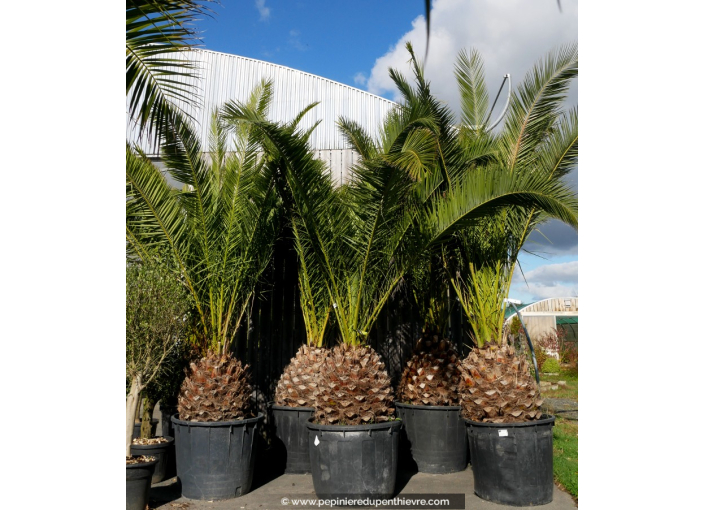 PHOENIX canariensis 'Tronc 60/80'