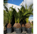 PHOENIX canariensis 'Tronc 60/80'