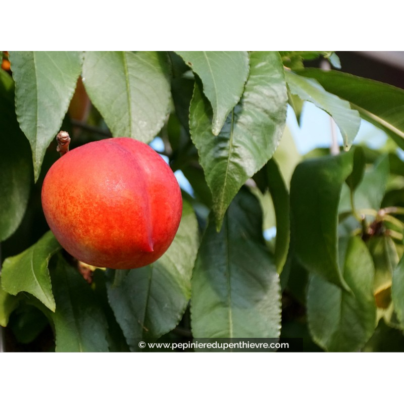 NECTARINIER 'Fantasia'