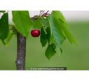 CERISIER bigarreau 'Hâtif de Burlat'