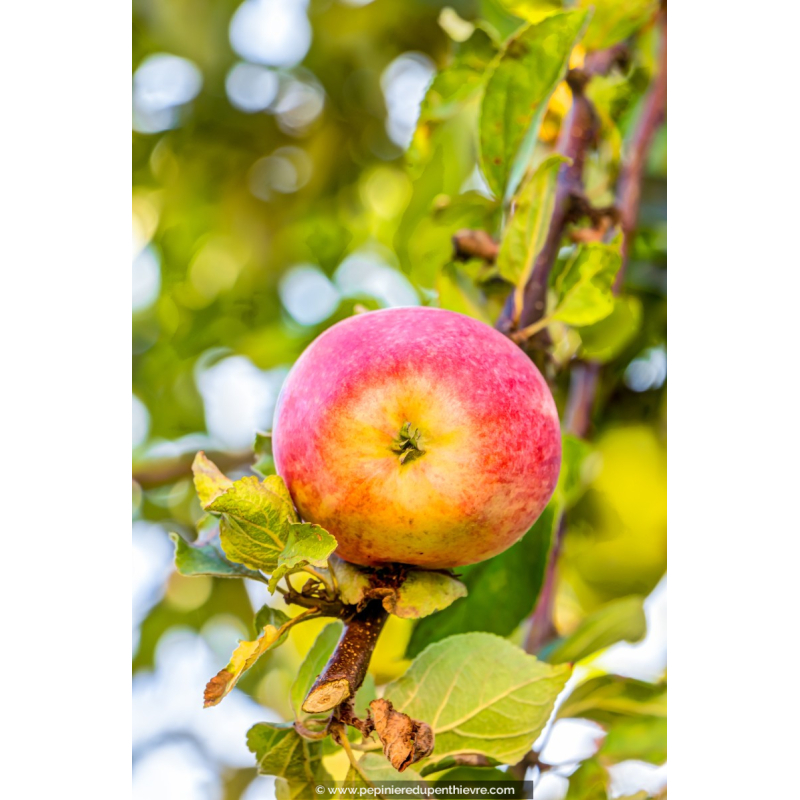 POMMIER 'Belle de Boskoop'