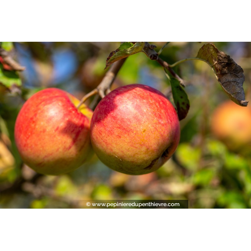 POMMIER 'Cox's Orange Pippin'