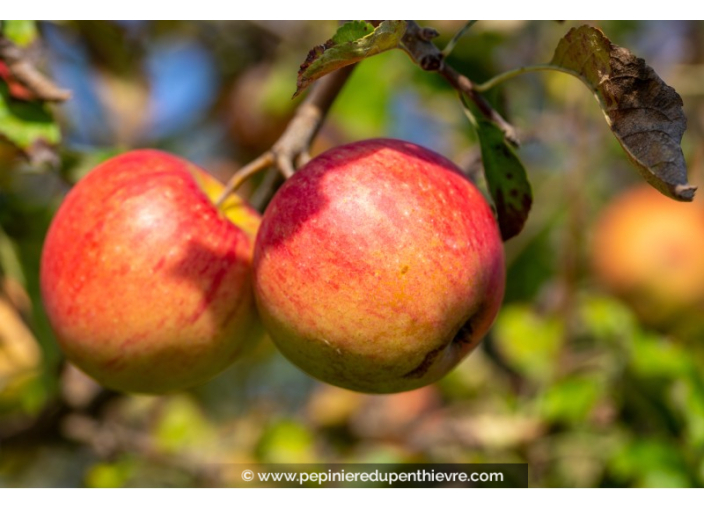 POMMIER 'Cox's Orange Pippin'