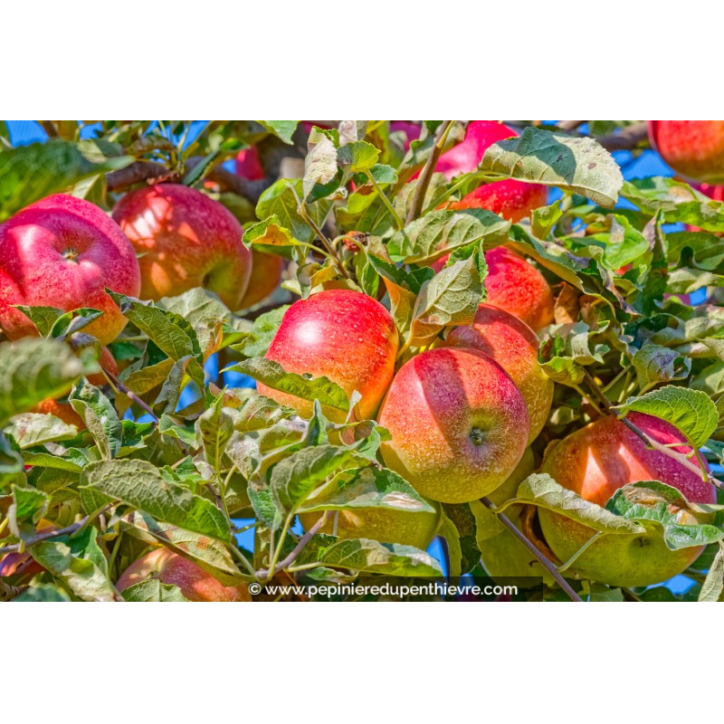 POMMIER 'Idared'
