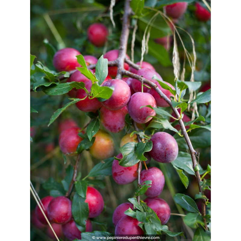 PRUNIER 'Queen Victoria'