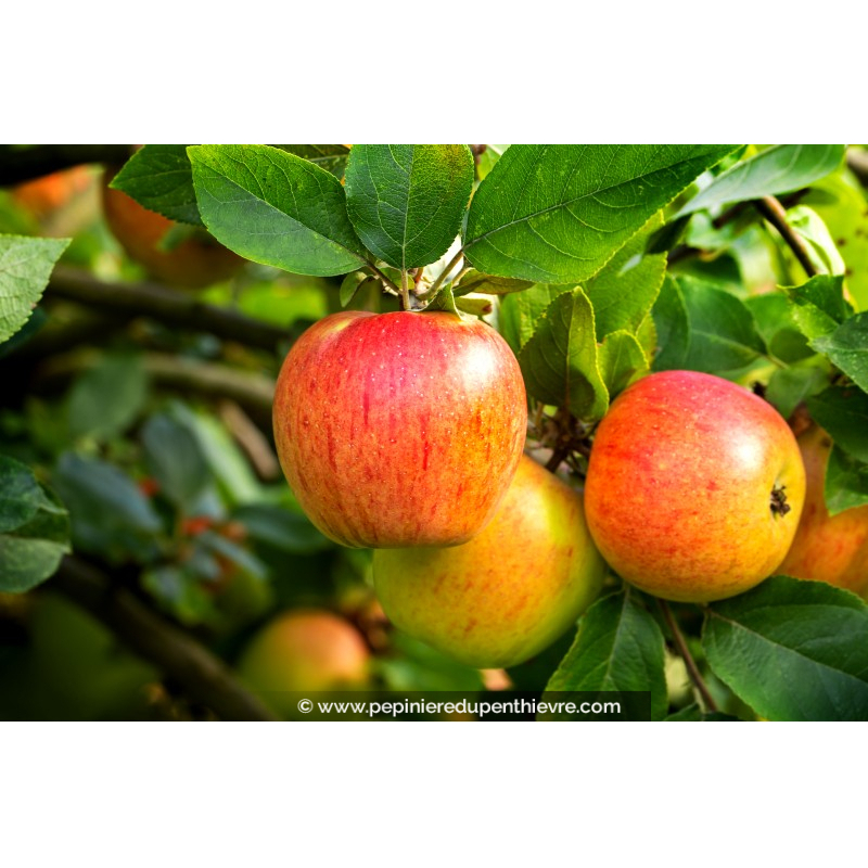 POMMIER 'Reine des Reinettes'