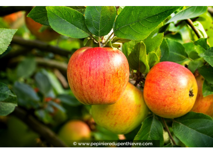 POMMIER 'Reine des Reinettes'