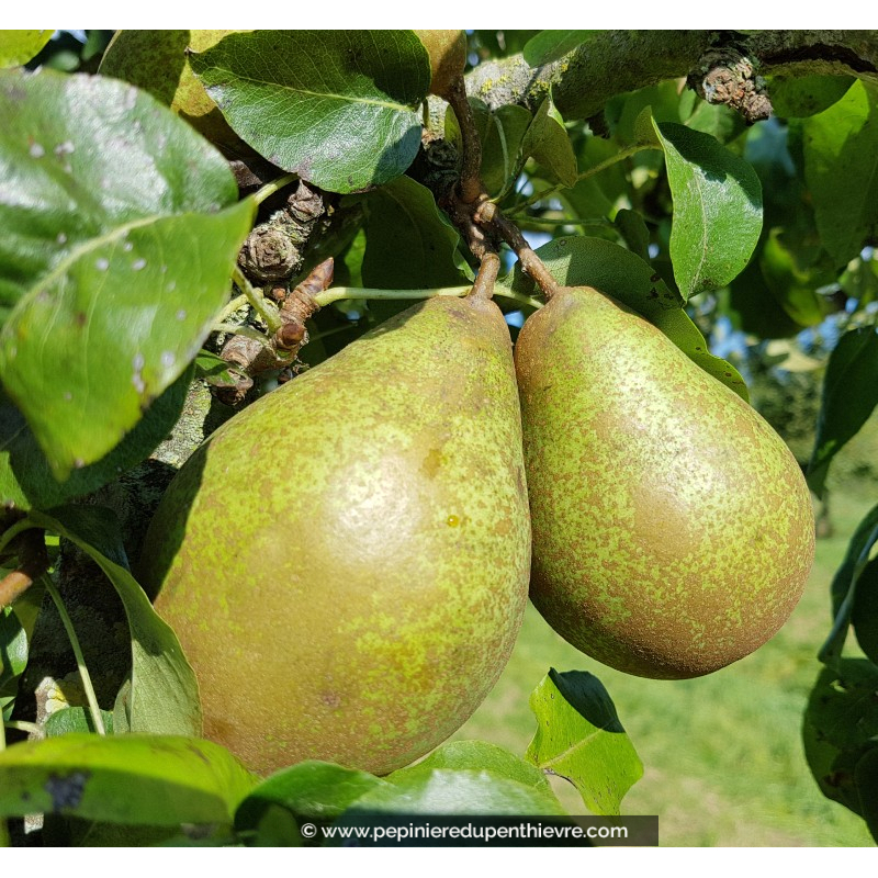 POIRIER 'Comtesse de Paris'