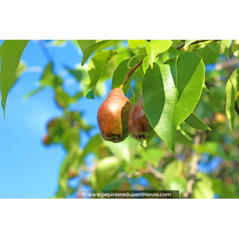 POIRIER 'Duchesse d'Angoulême'