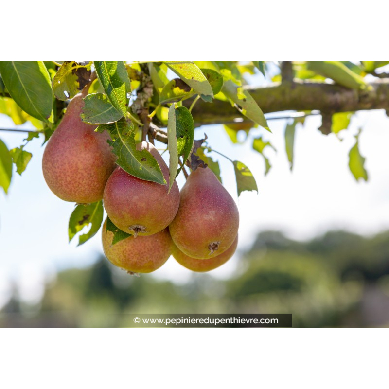 POIRIER 'Louise Bonne d'Avranches'