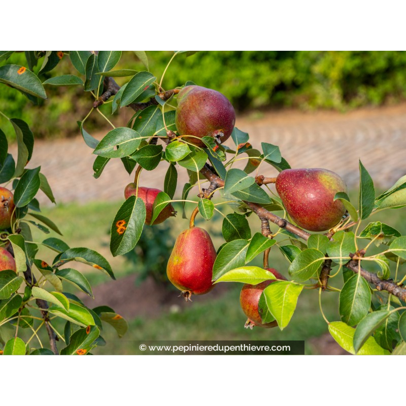 POIRIER 'Williams Rouge'