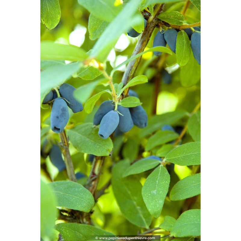 CHÈVREFEUILLE bleu (Camérisier)
