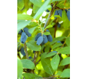 CHÈVREFEUILLE bleu (Camérisier) CHÈVREFEUILLE bleu (Camérisier)