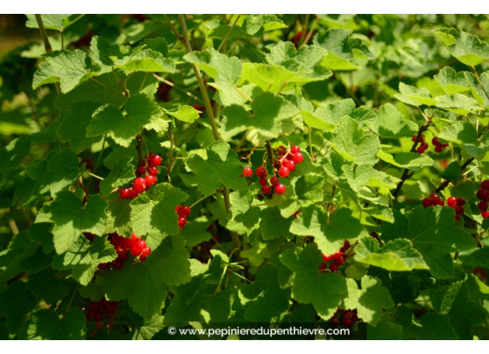 GROSEILLIER à grappes rouges 'Jonkheer van Tets'