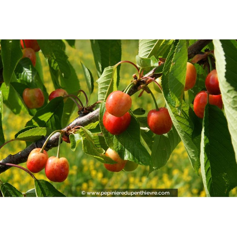CERISIER bigarreau 'Cœur de Pigeon'