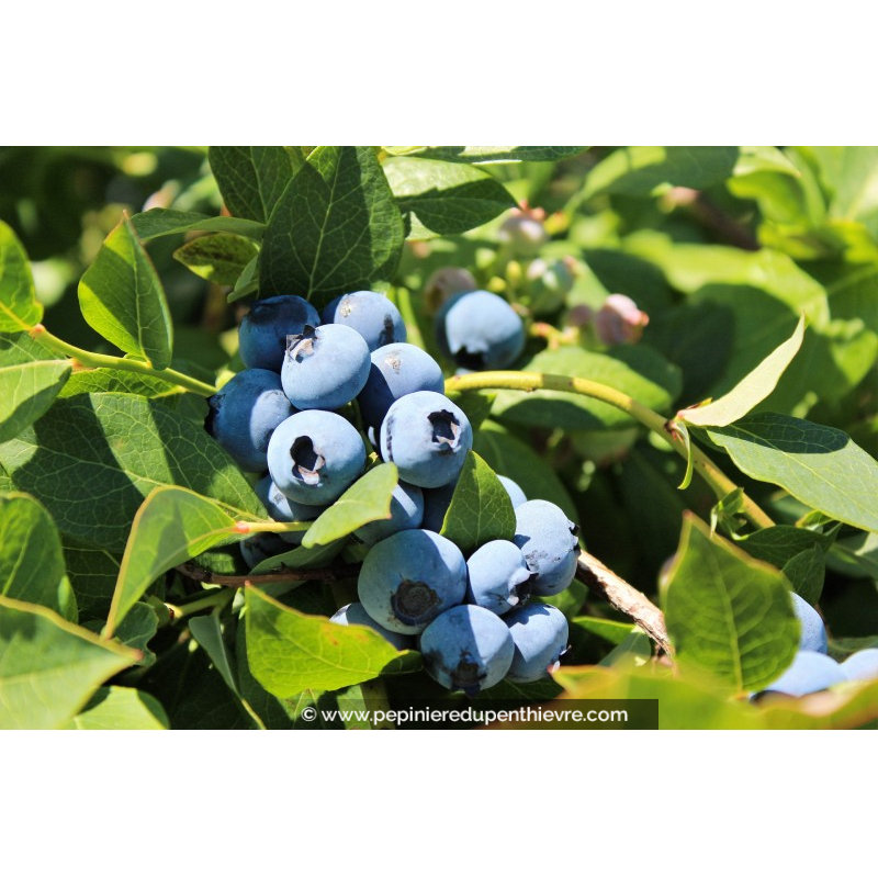 MYRTILLIER 'Blue Crop'