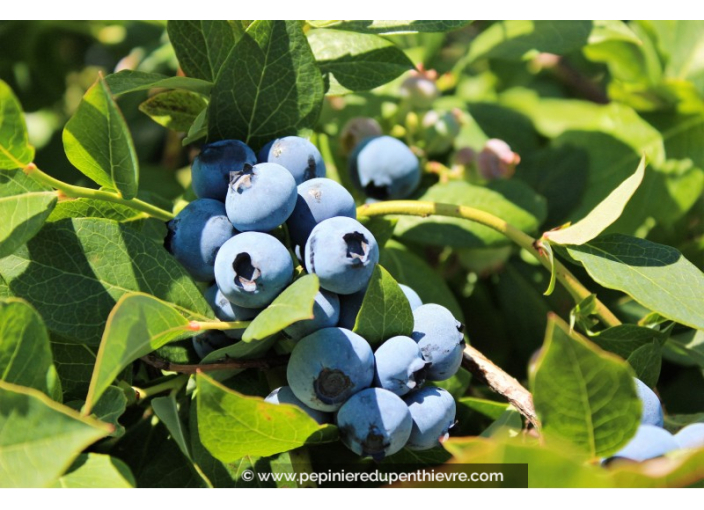 MYRTILLIER 'Blue Crop'