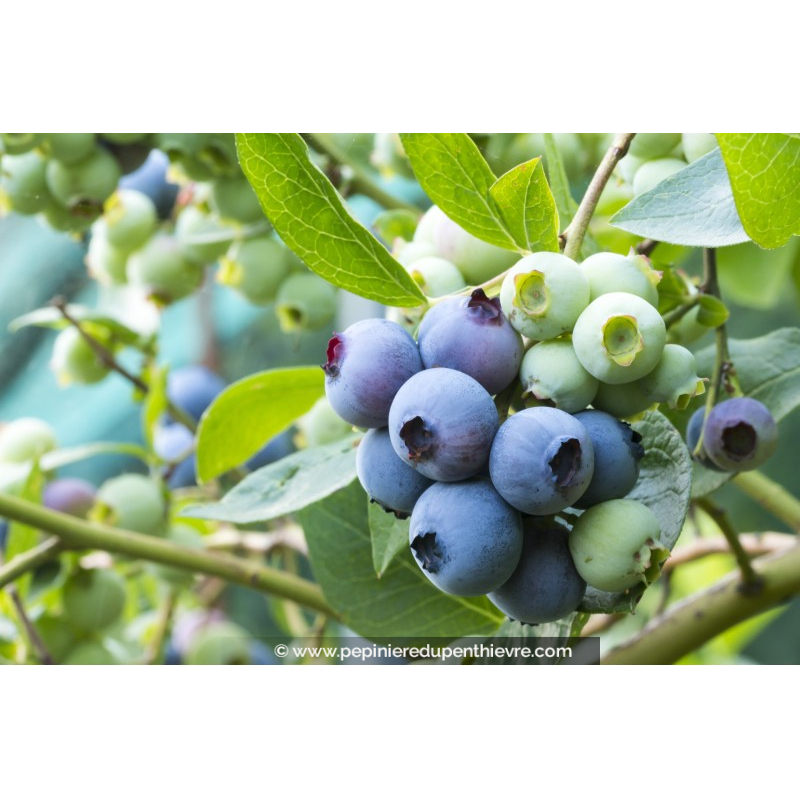 MYRTILLIER 'Patriot'