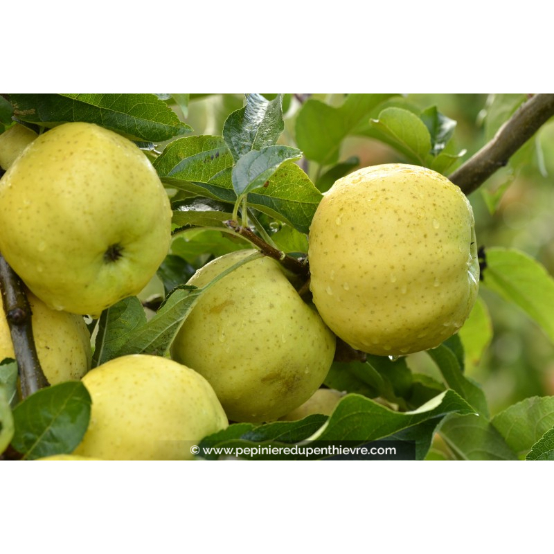 POMMIER 'Belchard'®