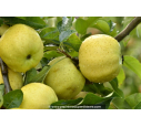 POMMIER 'Belchard'® POMMIER 'Belchard'®
