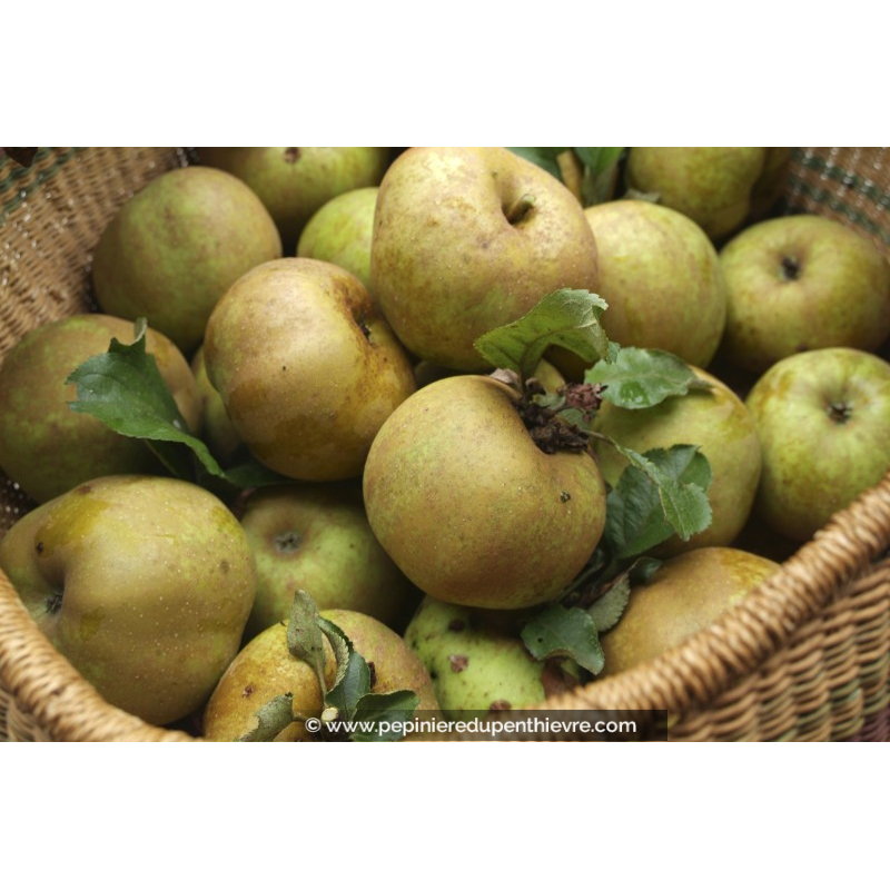 POMMIER 'Reinette Clochard'