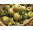 POMMIER 'Reinette Clochard' POMMIER 'Reinette Clochard'
