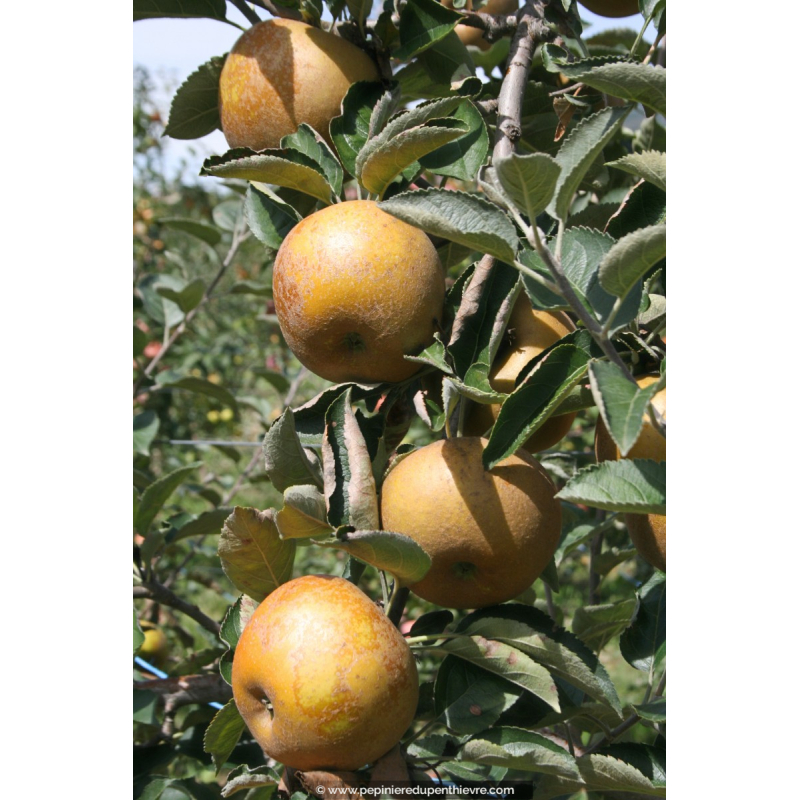 POMMIER 'Reinette grise du Canada'