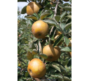 POMMIER 'Reinette grise du Canada'