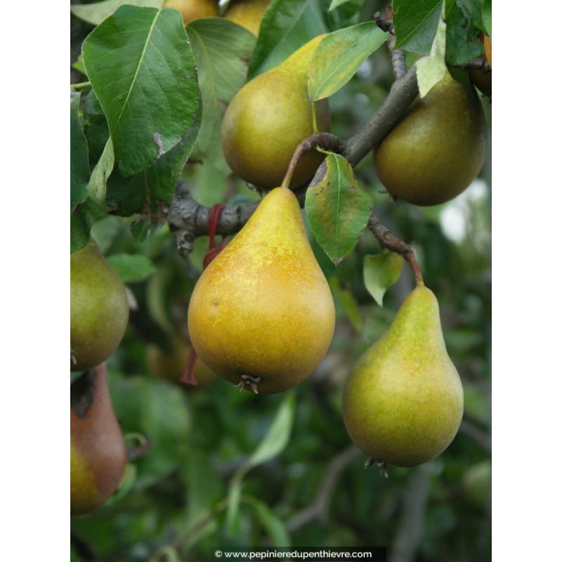POIRIER 'Beurré Hardy'