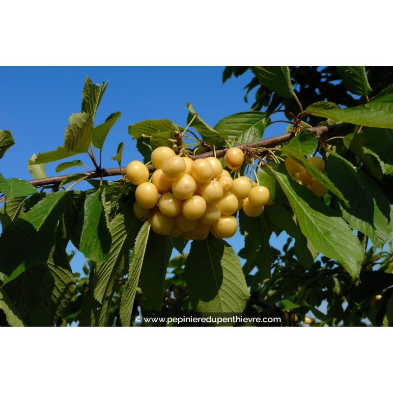 CERISIER bigarreau 'Blanc'