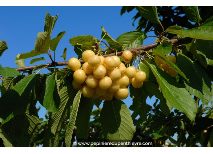 CERISIER bigarreau 'Blanc'