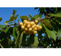 CERISIER bigarreau 'Blanc'