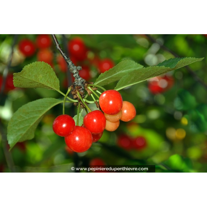 CERISIER griotte 'Griotte de Montmorency'