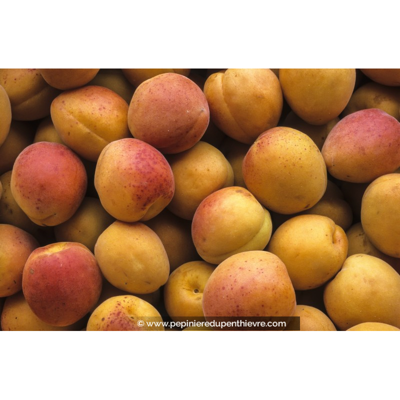 ABRICOTIER 'Bergeron'